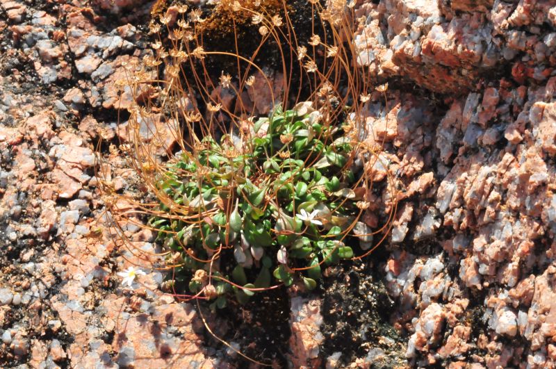 Bellium bellidioides / Pratolina spatolata